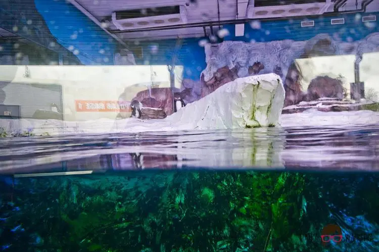 DSC_7525 by Wioleta Wołoszyn. 