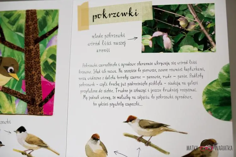 Maly atlas ptakow_Ksiazki dla dzieci03 by .